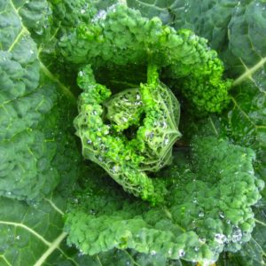 Chinese Cabbage